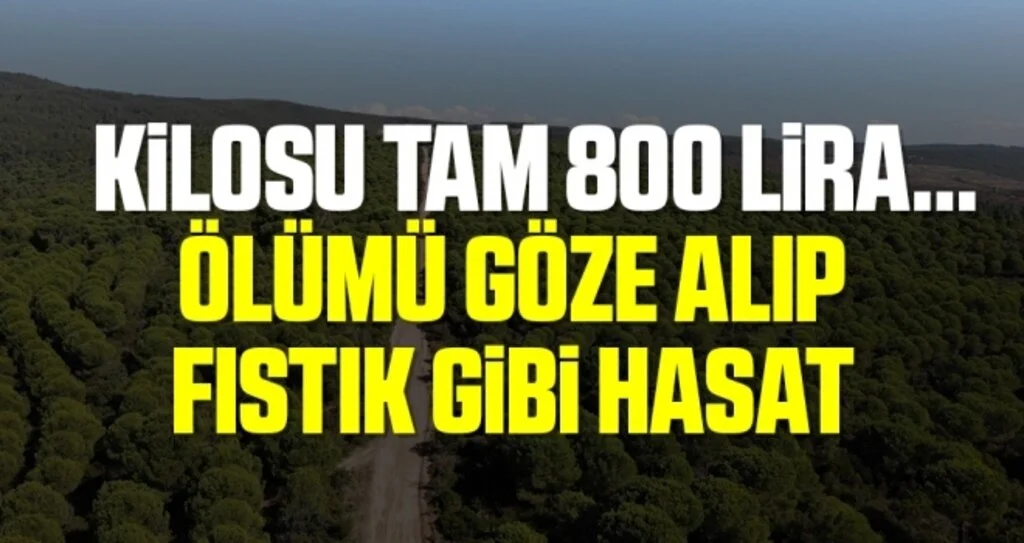 Kilosu tam 800 lira...Ölümü göze alıp fıstık gibi hasat