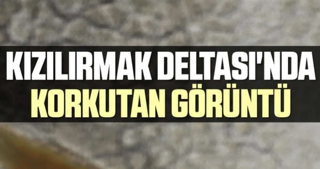 Kızılırmak Deltası'nda korkutan görüntü