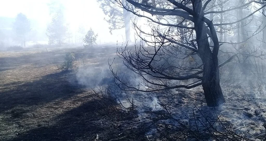 Ordu’da korkutan orman yangını