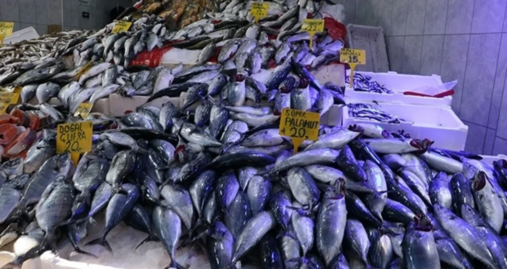 Palamut vedaya hazırlanıyor