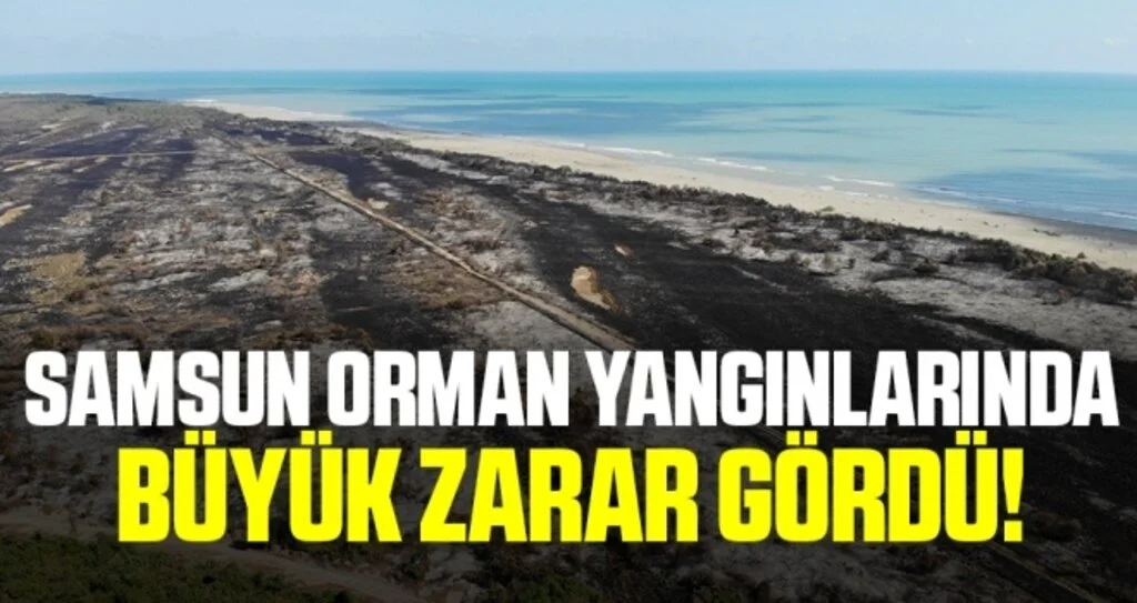 Samsun Orman Yangınlarında Büyük Zarar Gördü!