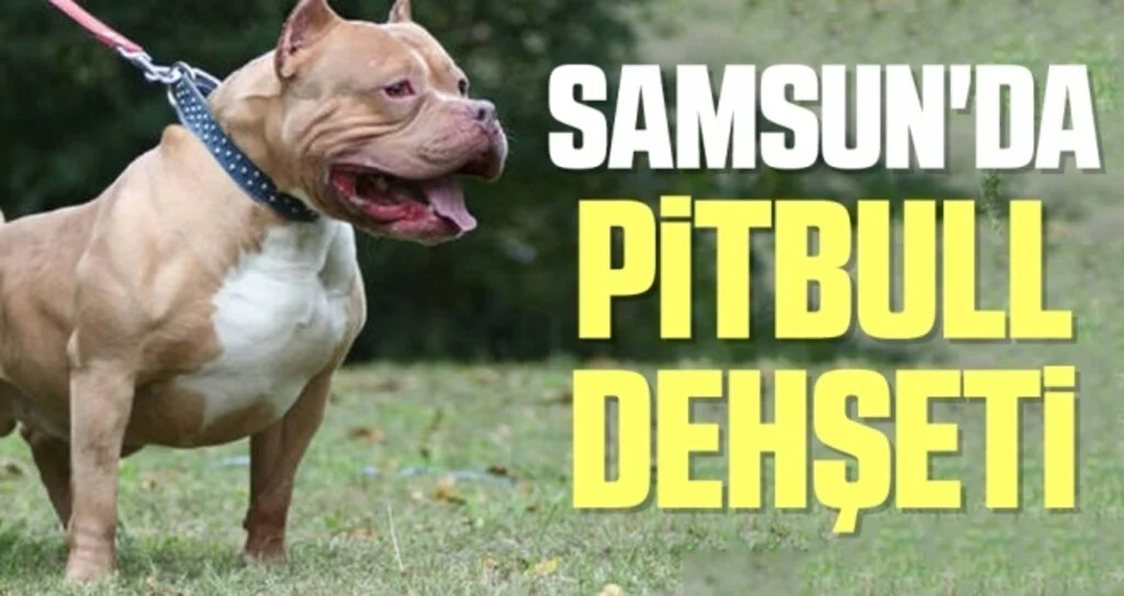 Samsun'da pitbull dehşeti