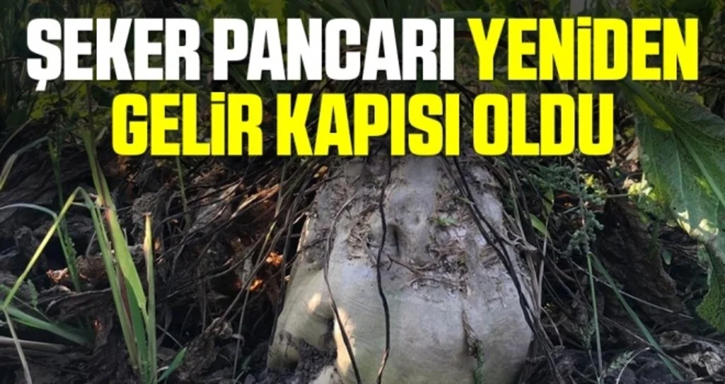 Şeker pancarı Çarşamba Ovası'nda yeniden gelir kapısı oldu