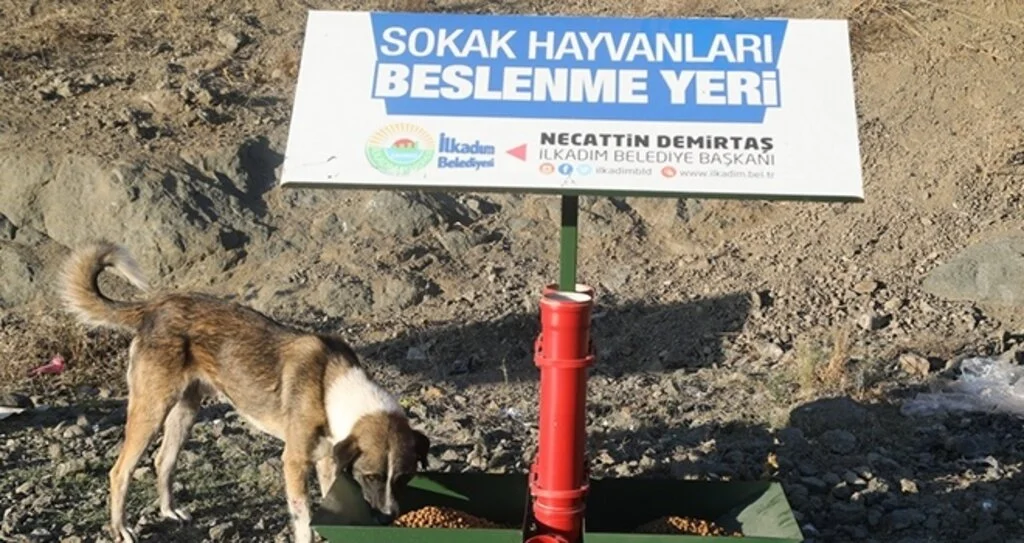 Sokak hayvanları aç bırakılmıyor