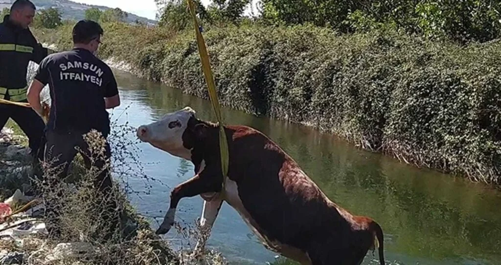 Sulama kanalına düşen inek itfaiye tarafından kurtarıldı