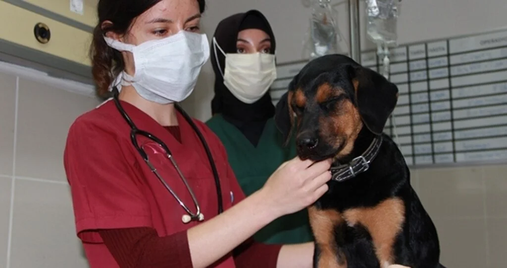 Veteriner hekimler yüz yüze eğitime devam ediyor