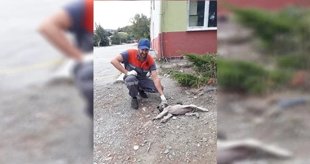 Yaralı sokak hayvanlarının imdadına İlkadım Belediyesi koştu