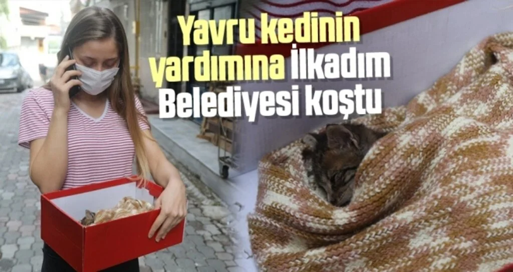 Yavru kedinin yardımına İlkadım Belediyesi koştu