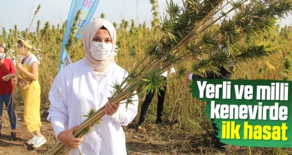 Yerli ve milli kenevir çeşit adayı ‘Narlı’da ilk hasat alındı