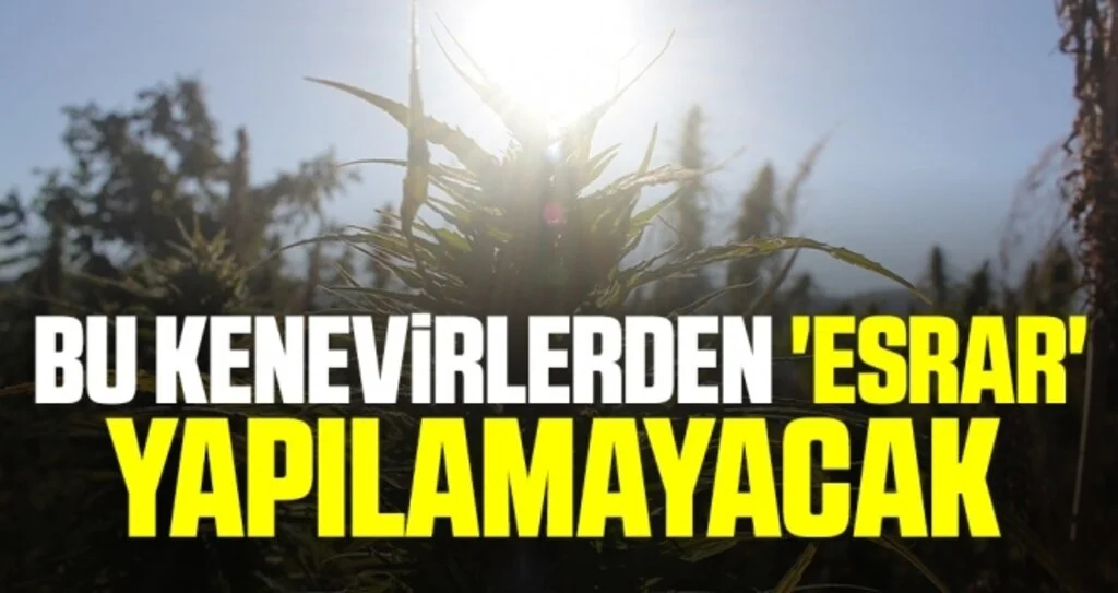 Yerli ve milli kenevirler hasada hazır: Bu kenevirlerden 'esrar' yapılamayacak