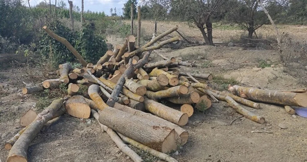 Alaçam'da 30 ton kaçak orman emvali ele geçirildi
