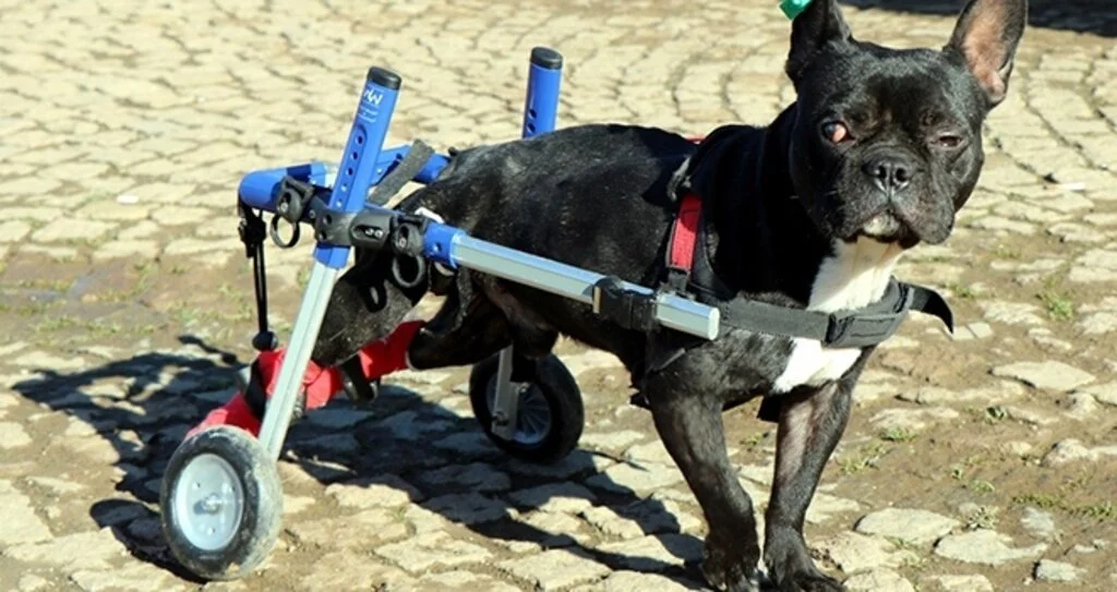 Bacakları felç olan köpek yürüteçle hayata tutundu