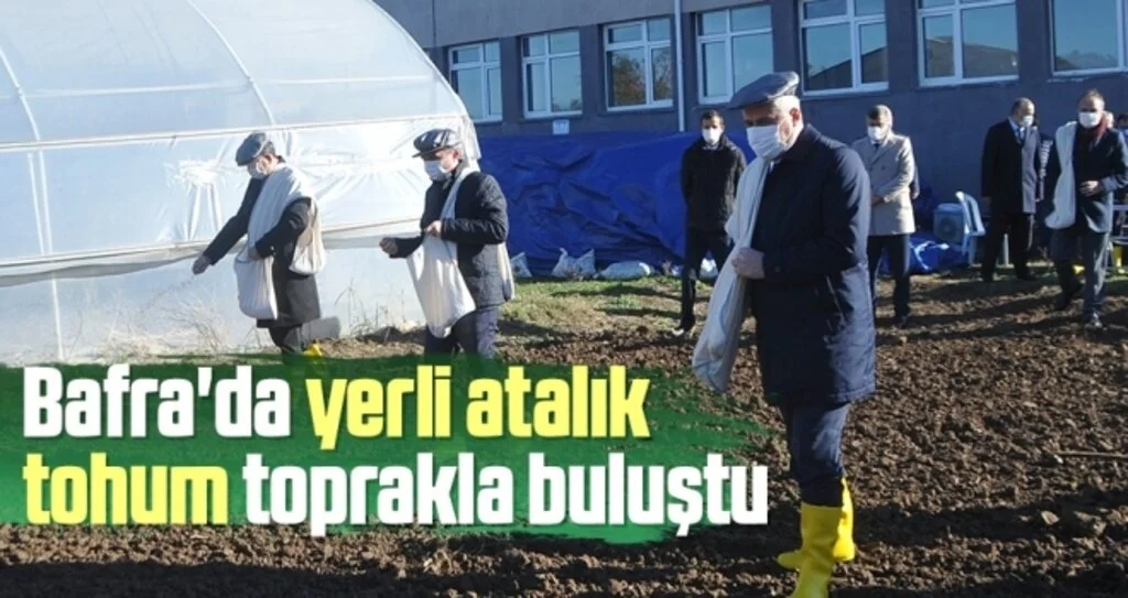 Bafra'da yerli atalık tohum toprakla buluştu