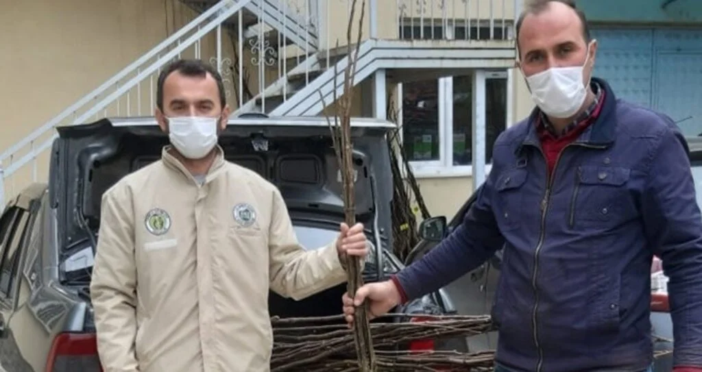 Büyükşehir’den 2 bin ceviz fidanı desteği