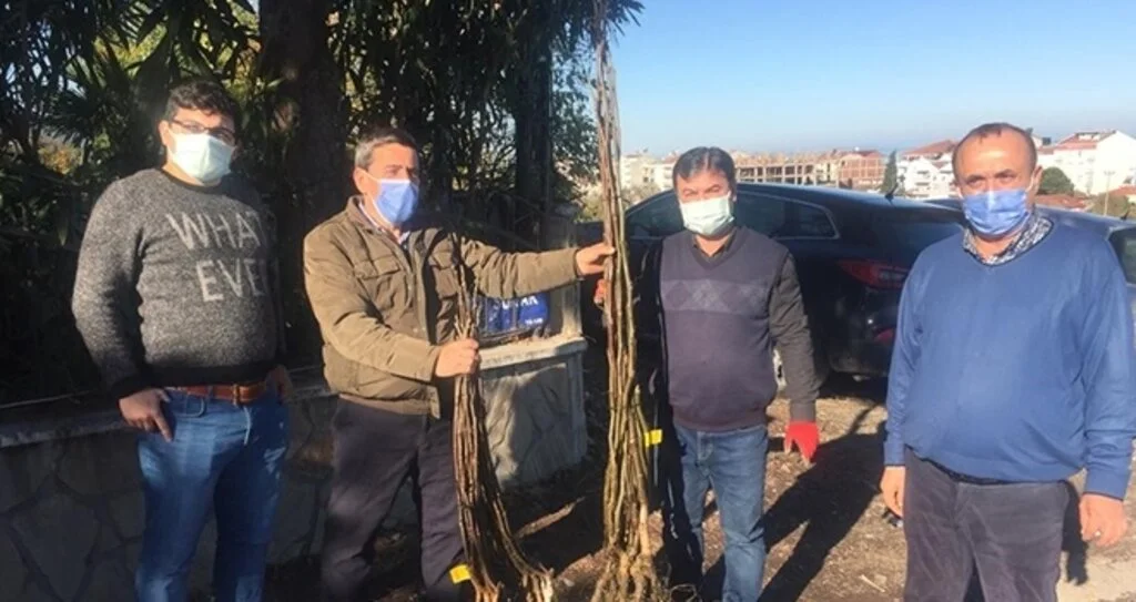 Büyükşehirden Yakaket'te bin 500 adet ceviz fidesi