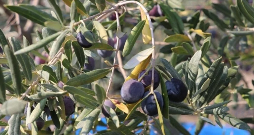 Hatay'da zeytin verimi azaldı, kalite arttı