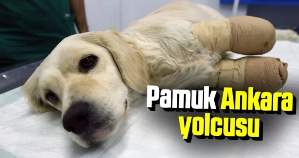 Pamuk Ankara yolcusu
