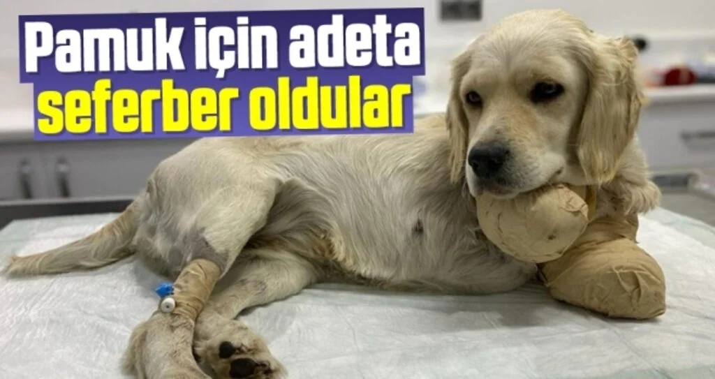 Pamuk için adeta seferber oldular