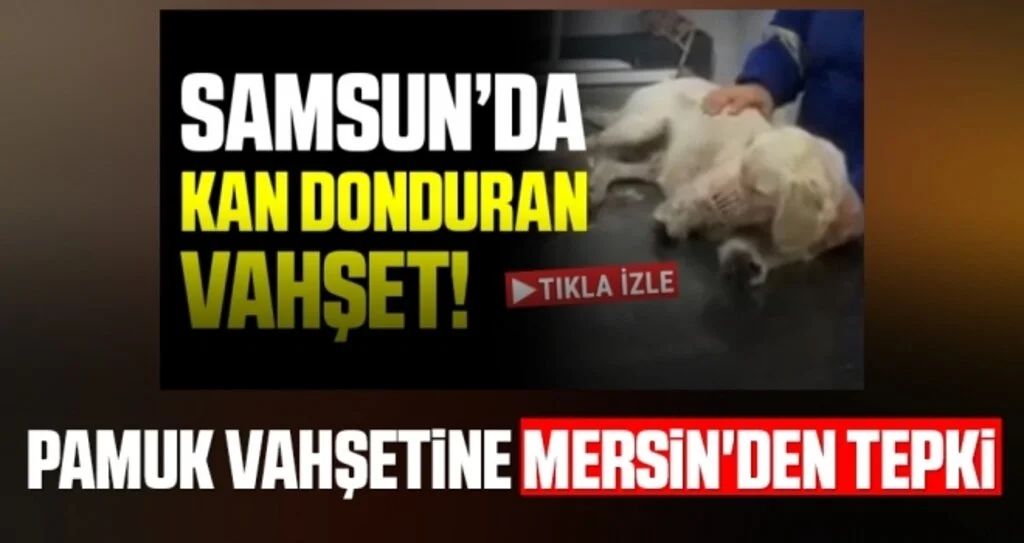 Pamuk vahşetine Mersin'den tepki 
