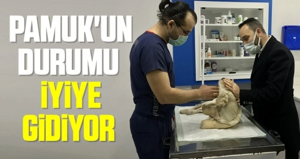 Pamuk'un durumu iyiye gidiyor