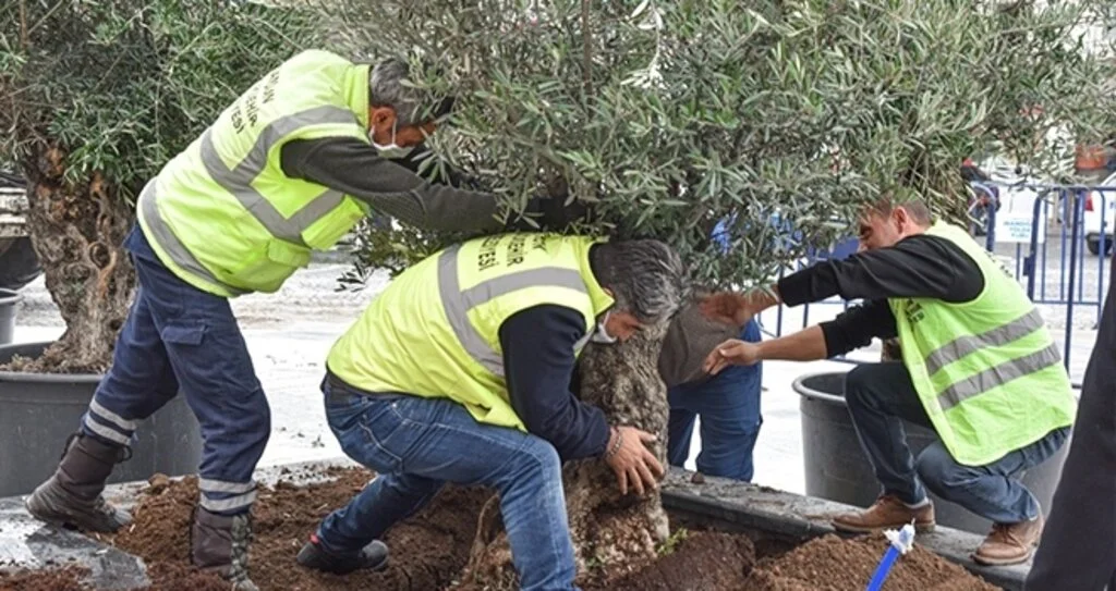 Saathane Meydanı zeytin ağaçları ile yeşilleniyor