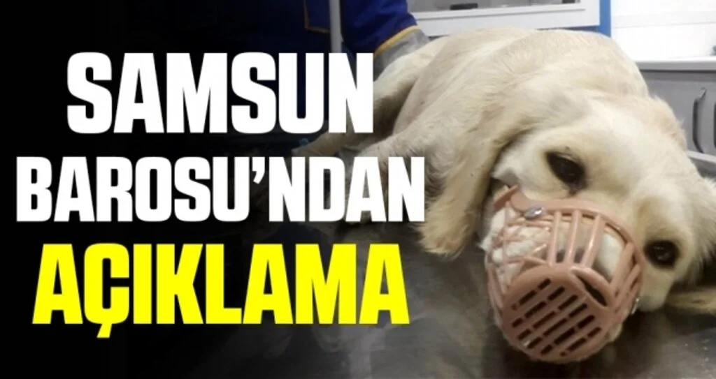Samsun Barosu’ndan bacakları kesilen 'Pamuk' hakkında açıklama