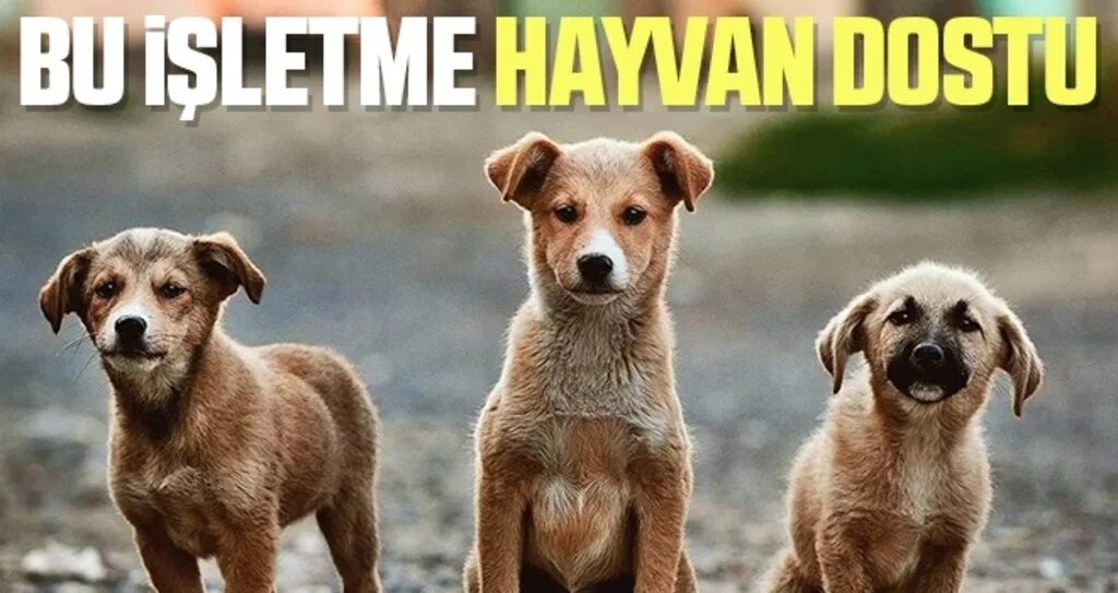 Samsun'da Bu işletme hayvan dostu 