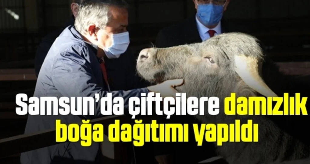 Samsun’da çiftçilere damızlık boğa dağıtımı yapıldı