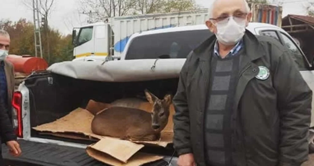 Samsun'da "Doğa polisi" yaralı karaca yavrusu buldu