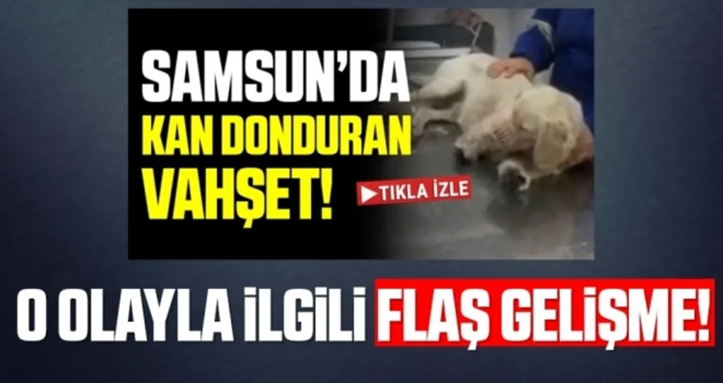 Samsun'da Ön bacakları kesilmiş köpekle ilgili Flaş Gelişme!