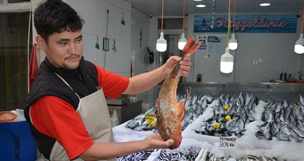 Sinop'ta 2 kg'lık  kırlangıç balığı 