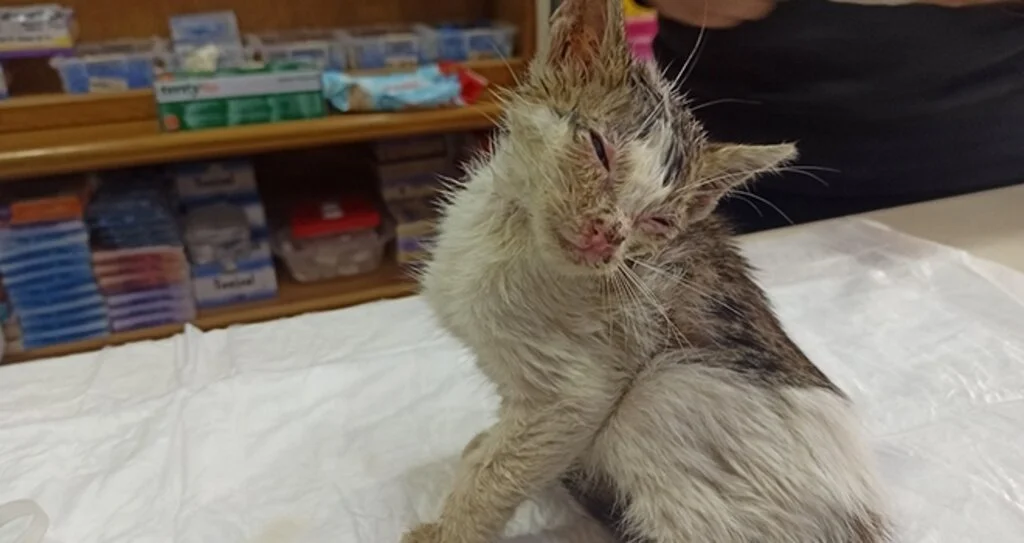 Sokakta bulunan yaralı kedi hayata tutundu