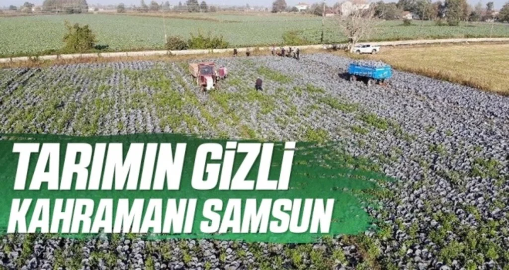 Tarımın gizli kahramanı Samsun