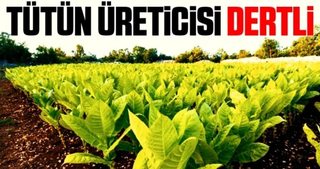 Tütün üreticisi dertli 