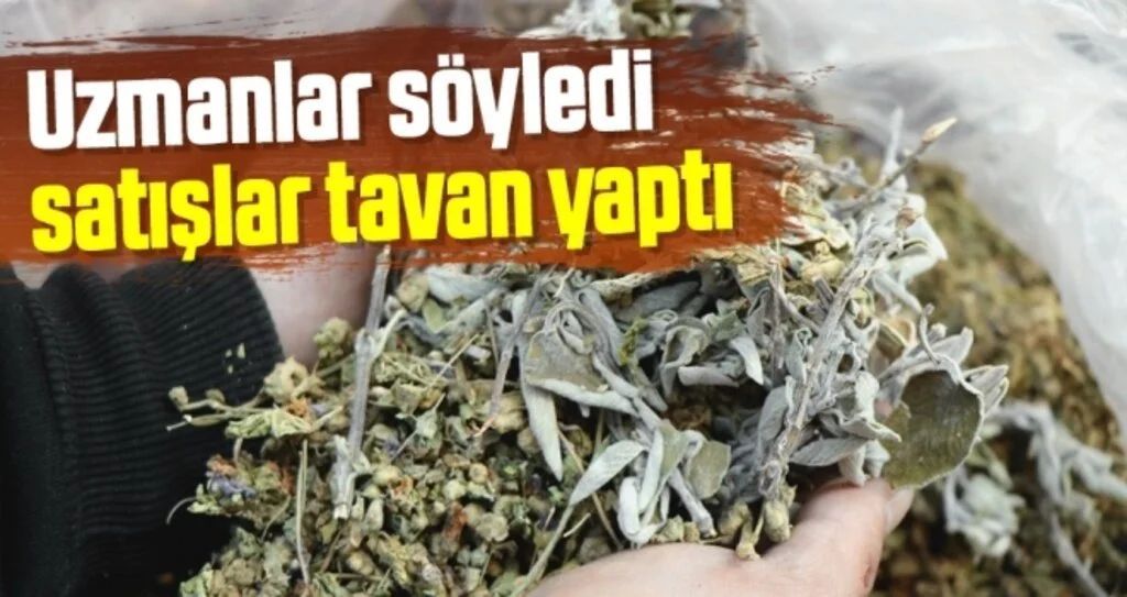 Uzmanlar söyledi, adaçayı ve ebegümeci satışı tavan yaptı