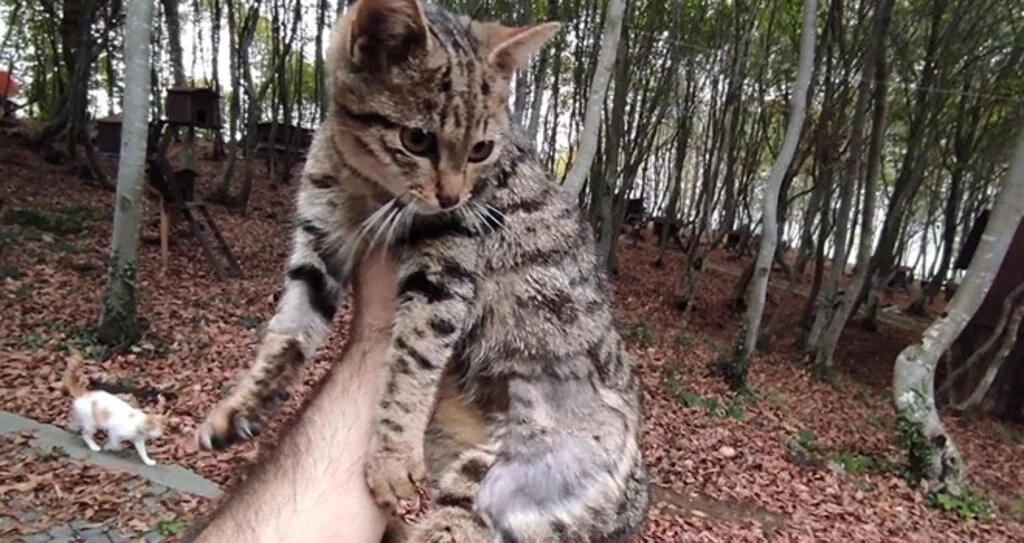 Yaralı kedinin yeni yuvası 'Kedi Kasabası'