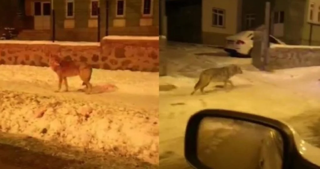 Aç kalan kurtlar ilçeye indi