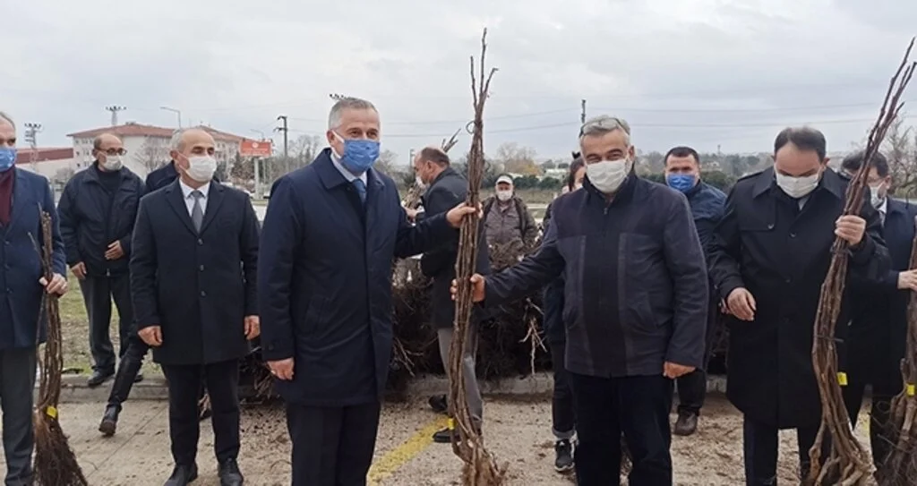 Bafra’da üreticilere 2 bin 500 ceviz fidanı dağıtıldı