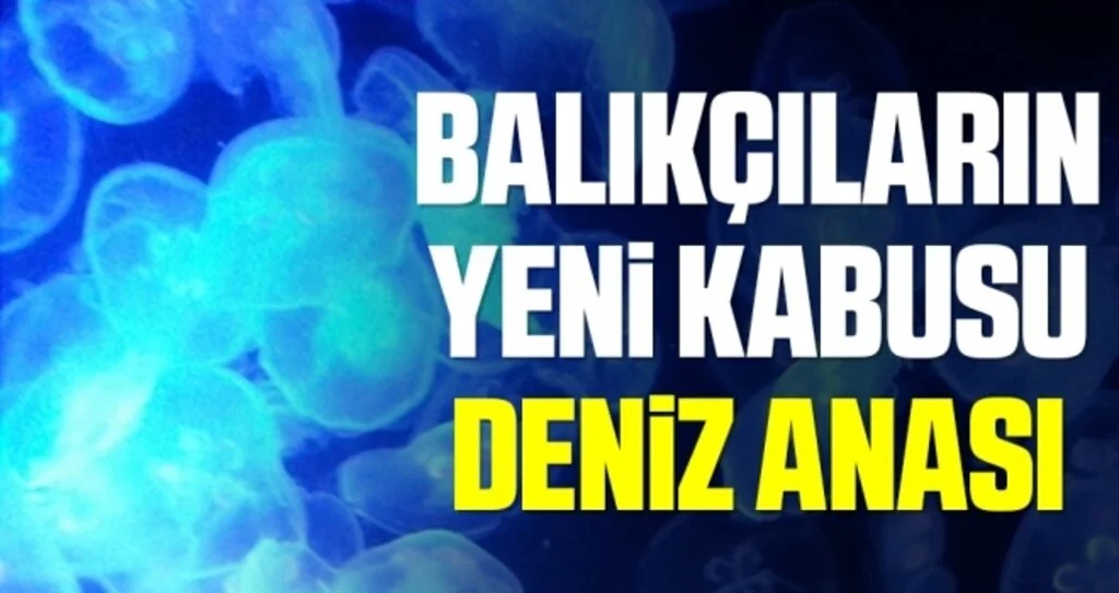 Balıkçıların yeni kabusu deniz anası