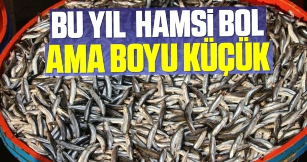 Bu yıl Karadeniz'de hamsi bol ama boyu küçük