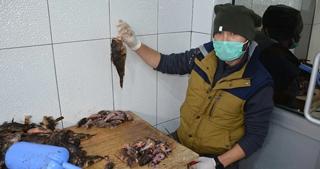 Dışı zehirli içi lezzet deposu