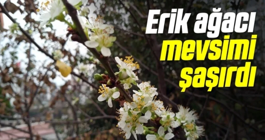 Erik ağacı mevsimi şaşırdı