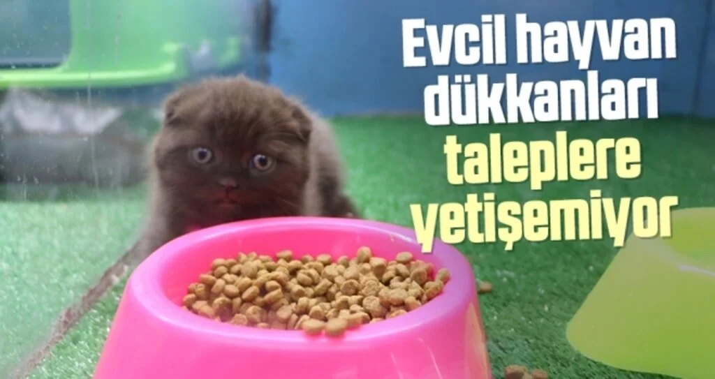 Evcil hayvan dükkanları taleplere yetişemiyor