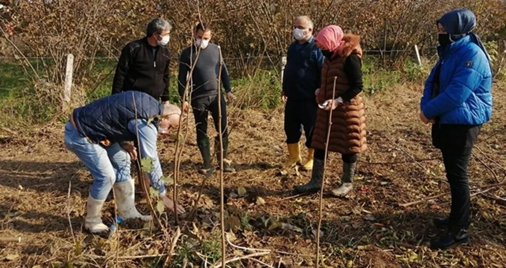 Fındık budama eğitimleri devam ediyor