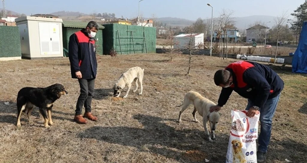 İlkadım Belediyesi kısıtlama günlerinde sokak hayvanlarını unutmadı