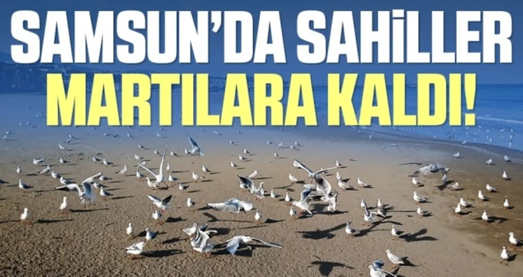 Kısıtlamada yazdan kalma bir gün: Sahiller martılara kaldı