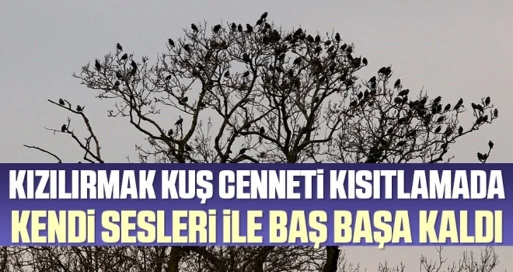 Kızılırmak Kuş Cenneti kısıtlamada kendi sesleri ile baş başa kaldı