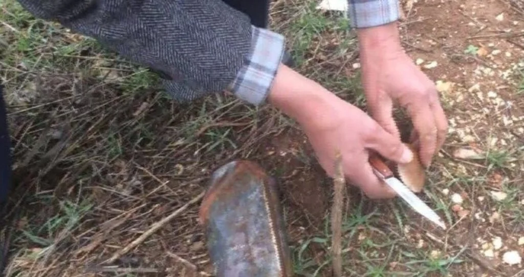 Kökünden toplayıp, kilosunu 30 liradan satıyorlar