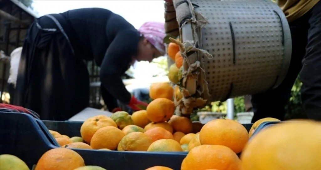 Mandalina üreticileri sezonu 'mutlu' uğurluyor