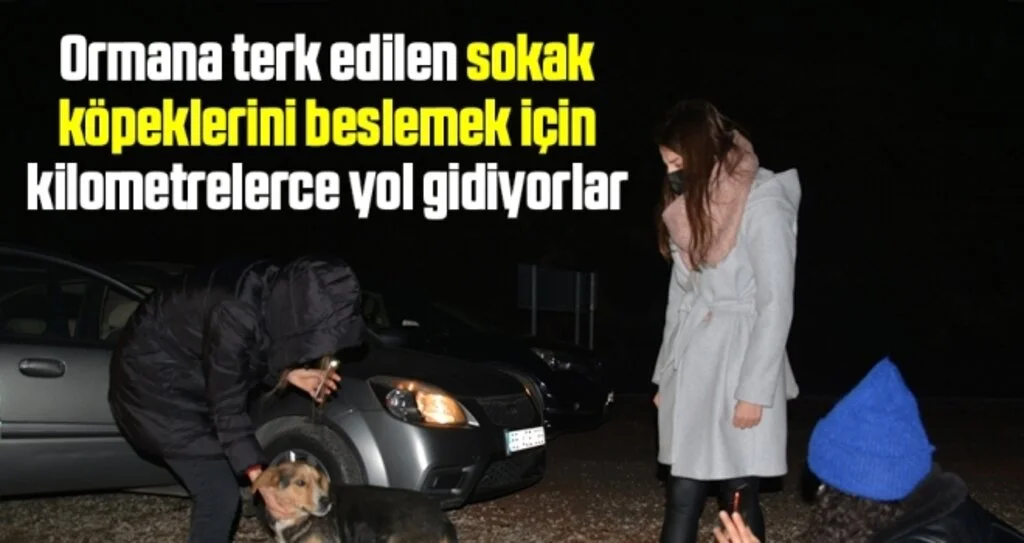 Ormana terk edilen sokak köpeklerini beslemek için kilometrelerce yol gidiyorlar